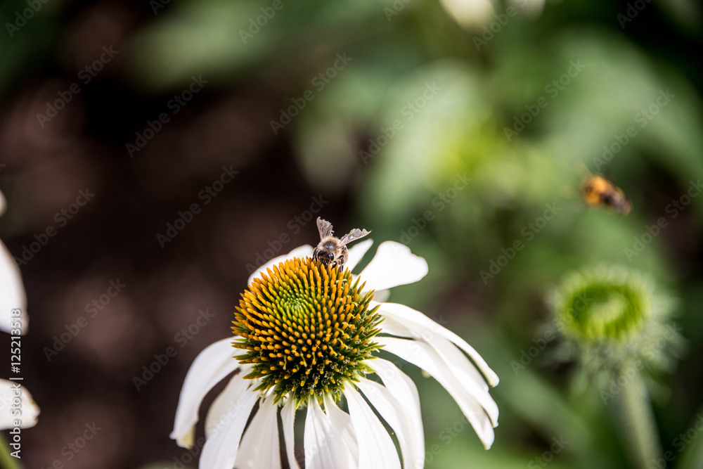 Bee