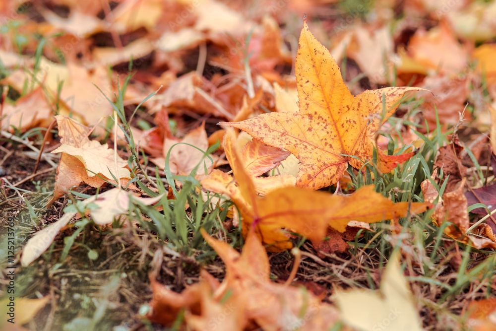 Ground covered by fallen maple leaves in autumn
Ground covered by fallen maple leaves in autumn