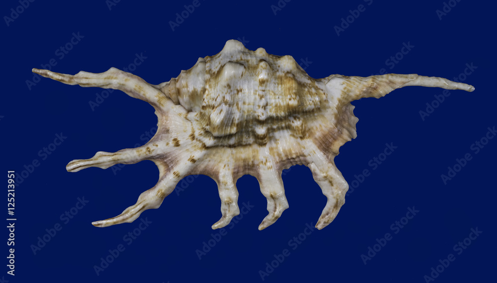 Big isolated horned shell on blue background Big isolated horned shell on blue background
