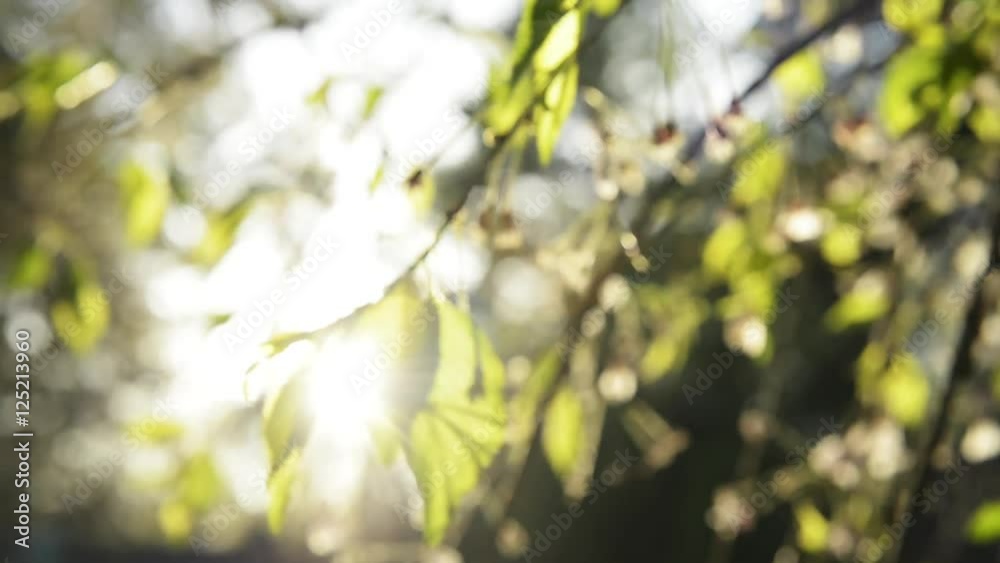 Tree leaves close up, lens flare, scenic beauty. Tree leaves close up, lens flare, scenic beauty.