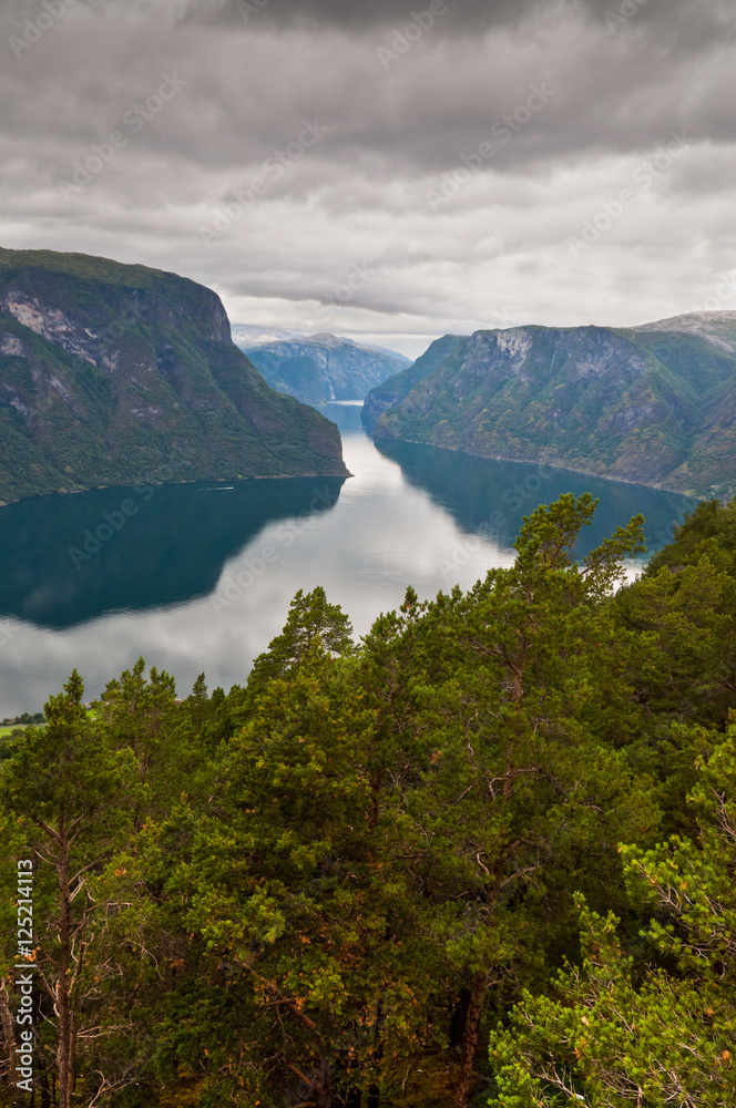 Fjord in Norway with pine trees in the foreground - pictures of