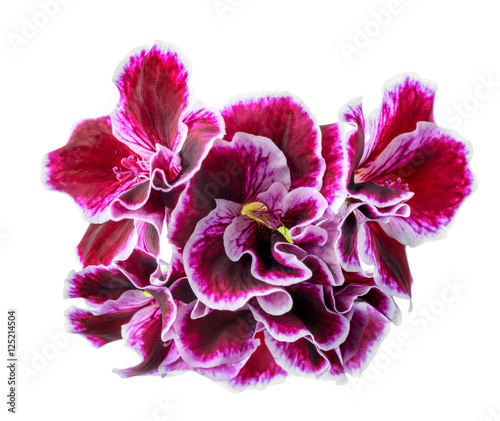 Fototapeta Naklejka Na Ścianę i Meble -  bouquet of lilac geranium or Royal Pelargonium flower is isolate