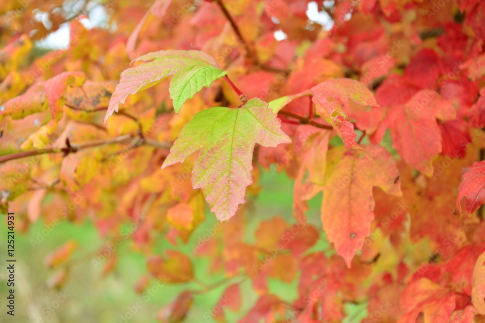 Herbst