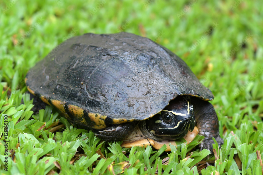 A large turtle walking in the grass. A large turtle walking in the grass.