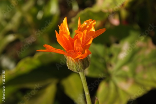 Orange Flower