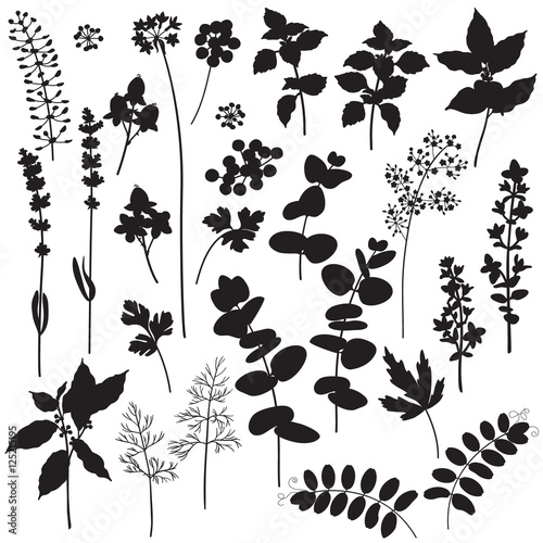 Floral elements and berries silhouette