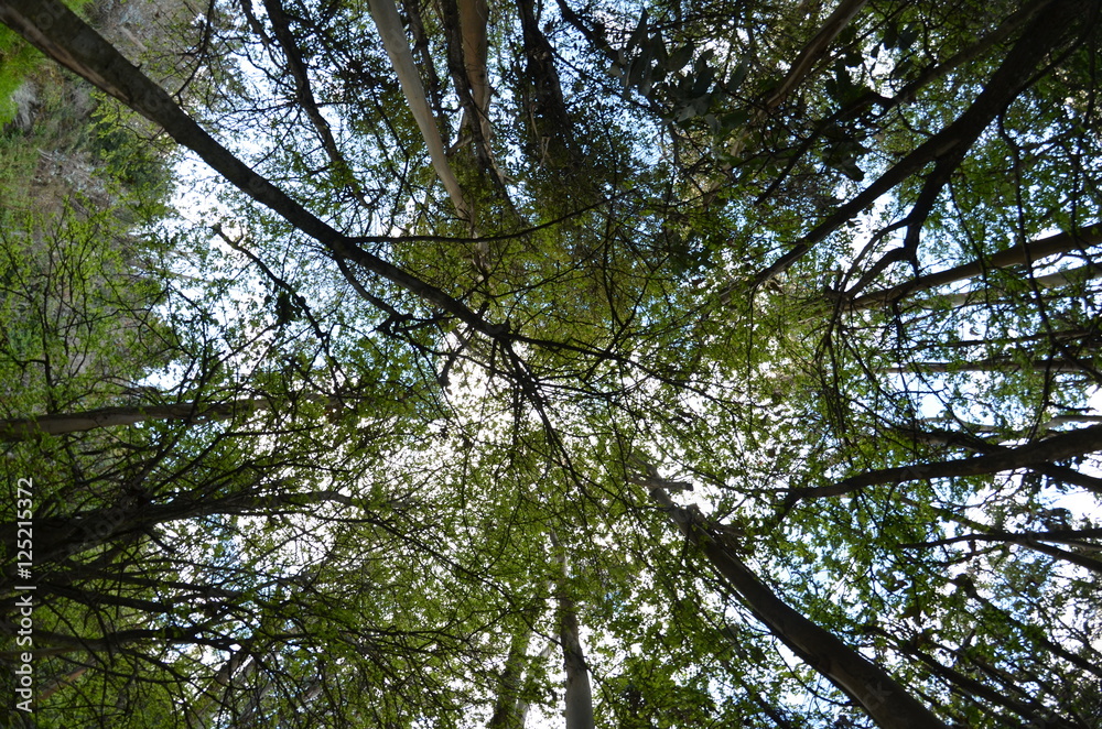 Fototapeta premium Lakeside Canopy 1