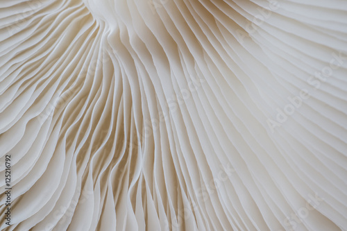 abstract background macro image of mushroom, Sajor-caju Mushroom