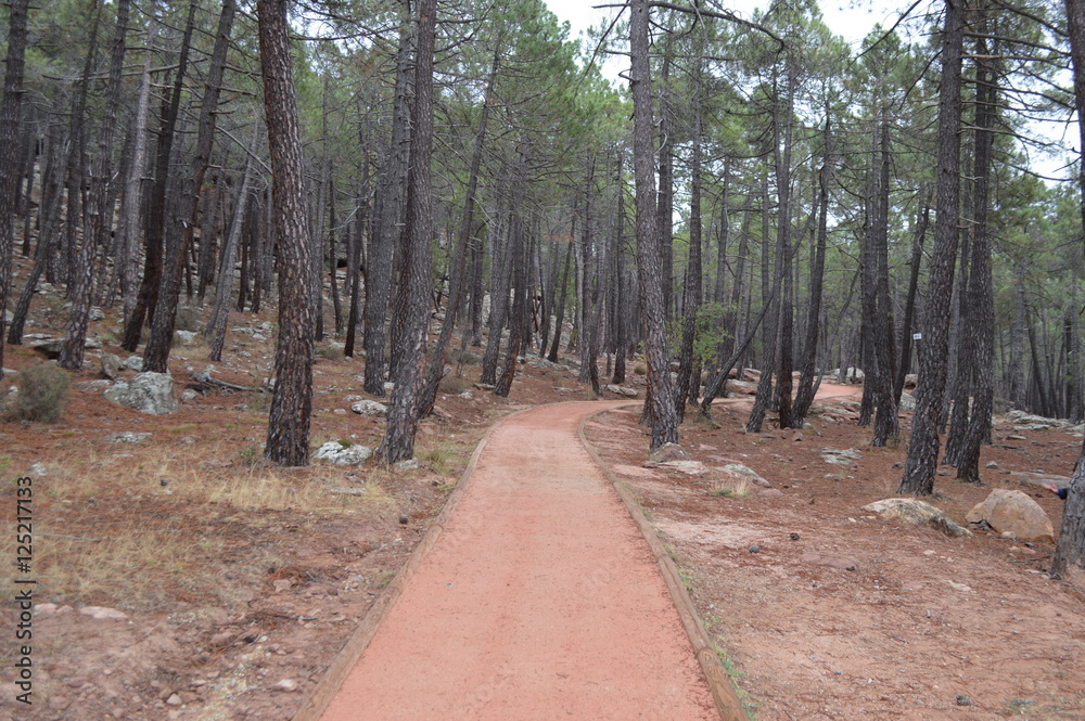 Obraz premium Camino rojo