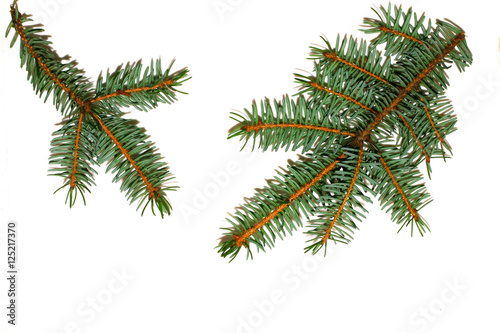 Christmas trees green branches with needles on white background