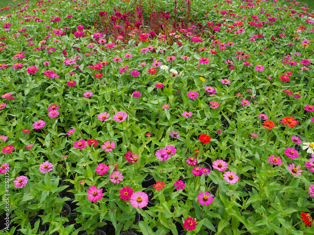 Zinnia Flowers colorful, orange, pink, yellow, red, purple.