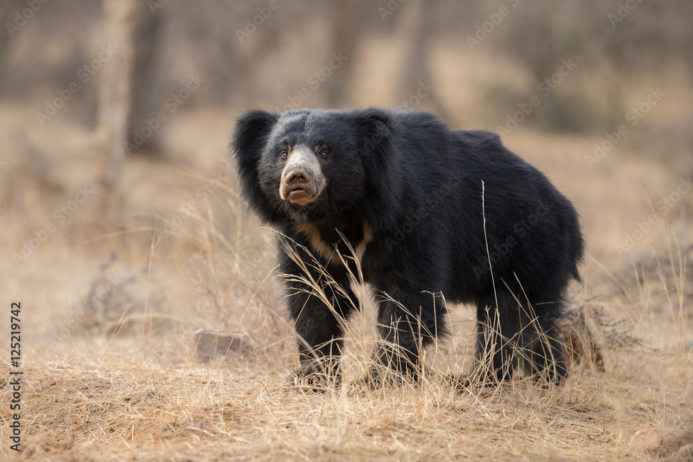 Foto de Big beautiful sloth bear male hunt termites, wild animal in the ...