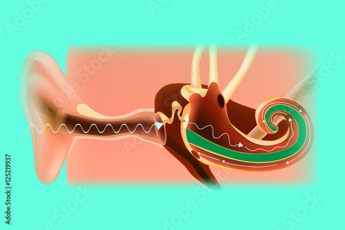 How We Hear. Ear Education. Structure. Vector