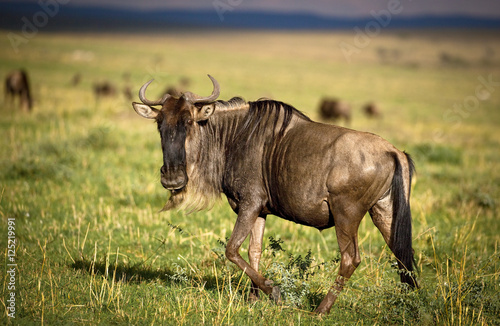 Fototapeta Naklejka Na Ścianę i Meble -  Lone wildebeest staring at viewer on the grasslands of Kenya's Masai Mara National Park
