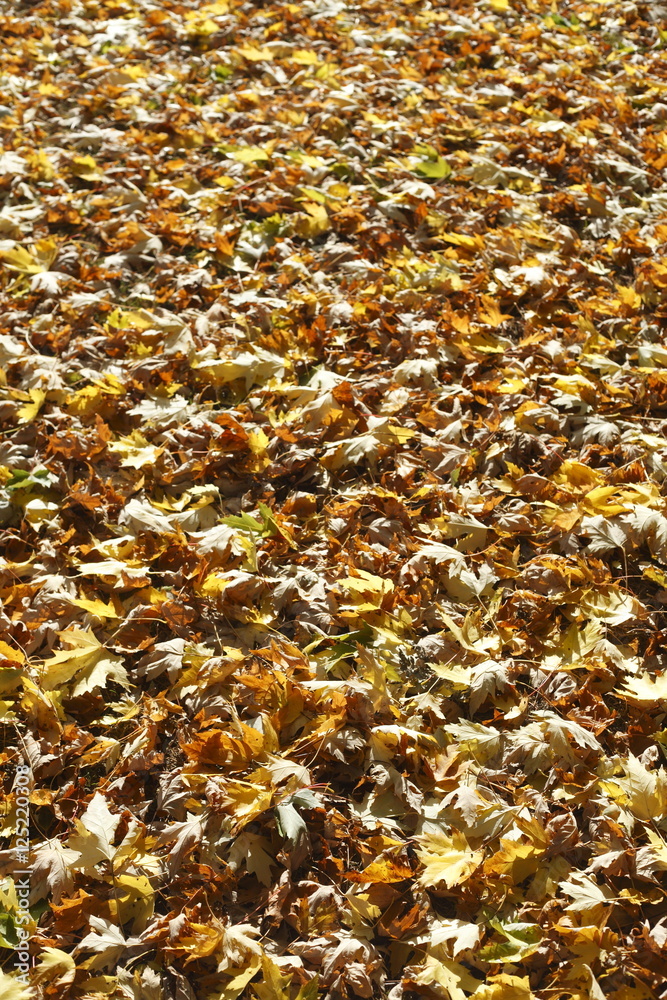 Ahornblätter, Gelb verfärbtes Herbstlaub