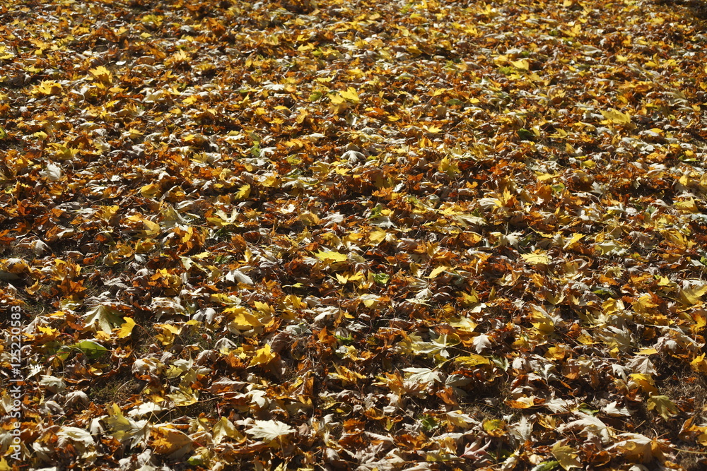 Ahornblätter, Gelb verfärbtes Herbstlaub Ahornblätter, Gelb verfärbtes Herbstlaub
