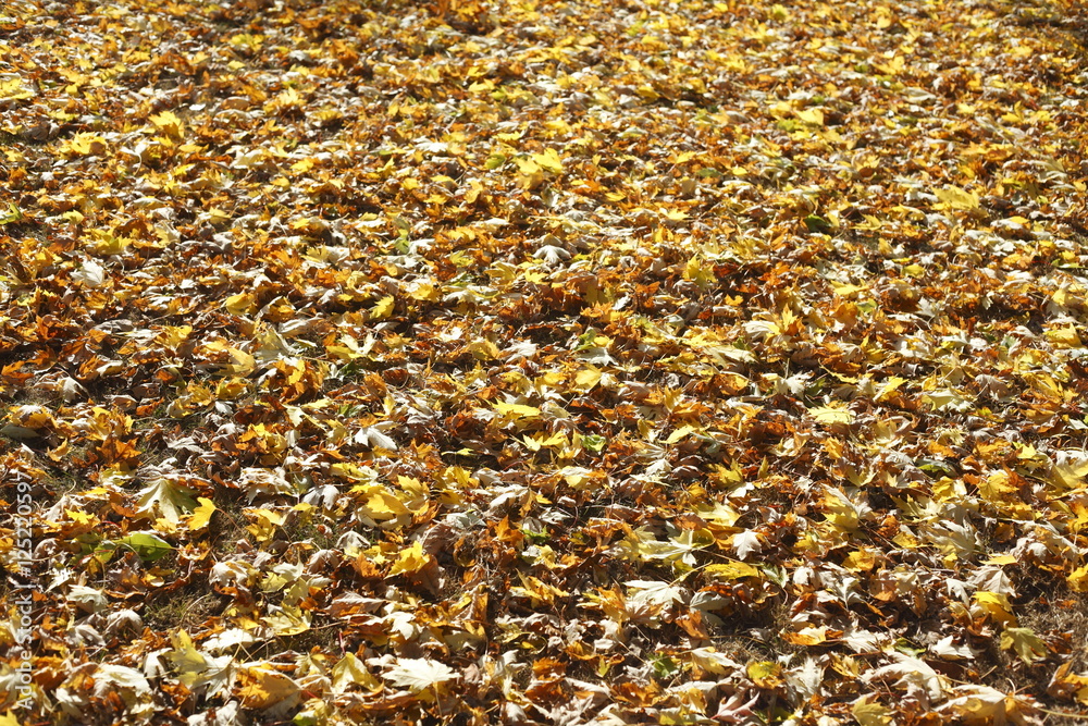Ahornblätter, Gelb verfärbtes Herbstlaub Ahornblätter, Gelb verfärbtes Herbstlaub
