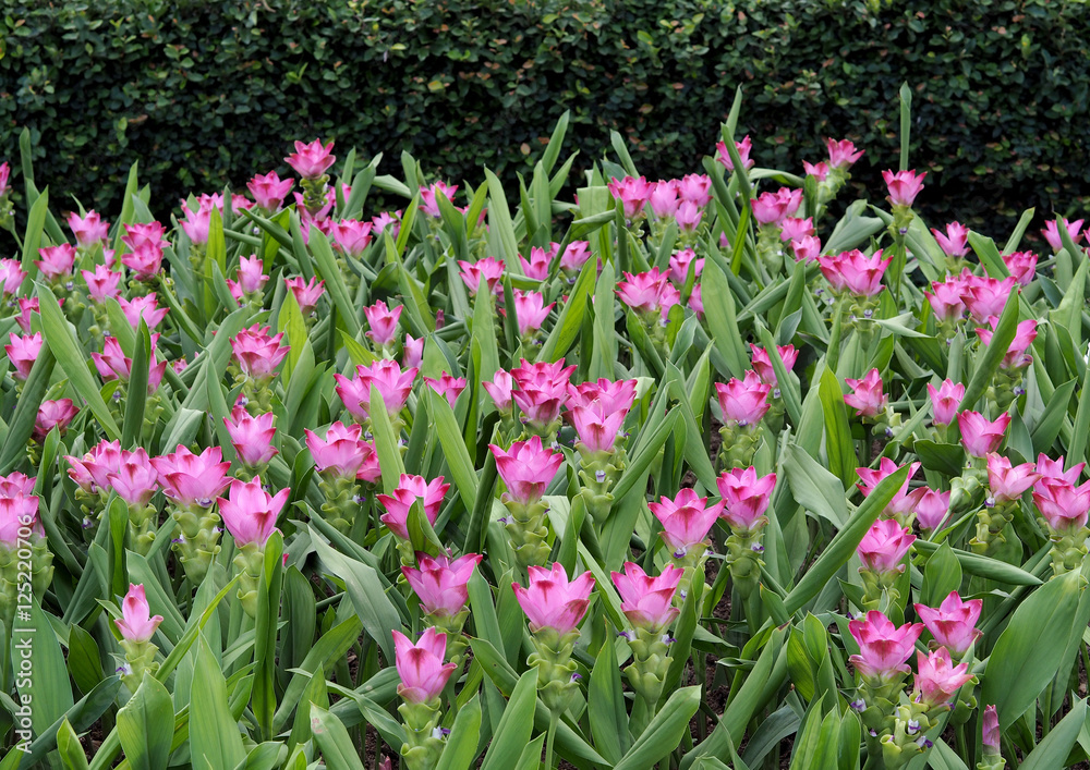 The Siam Tulip flowers pink color