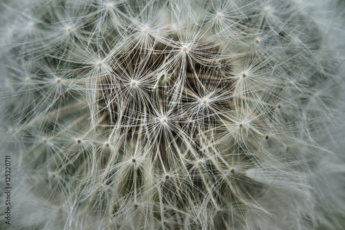 Dandelion Makro