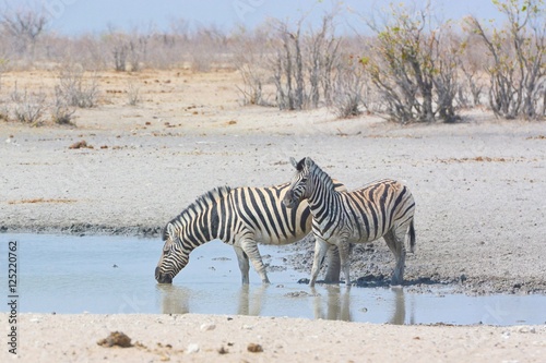 Zebras  Equus quagga  am Wasserloch
