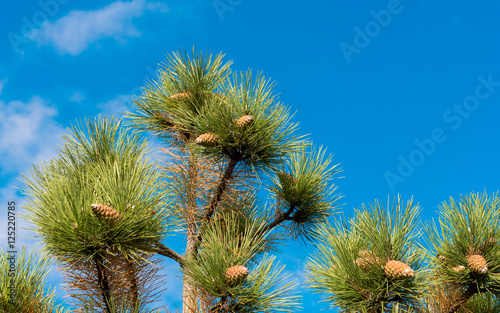 pine cones against the blue sky