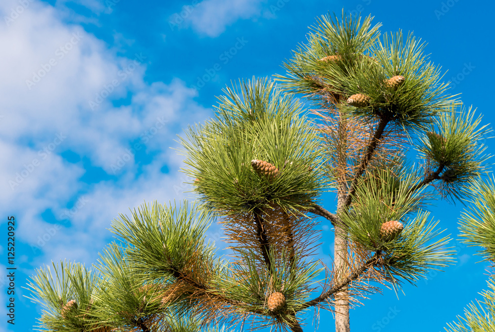 pine cones against the blue sky pine cones against the blue sky