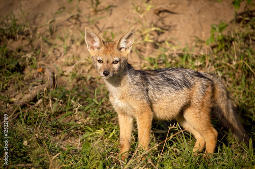 Adorable baby black backed jackal pup standing near his den