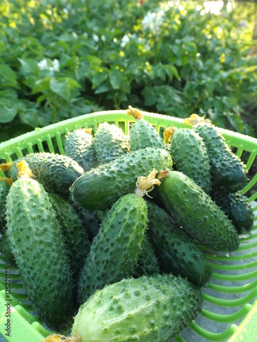 cucumbers in a basket in the garden