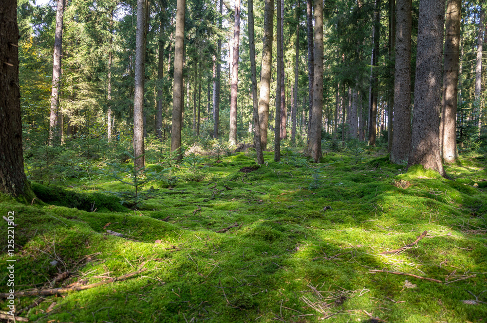 Fototapeta premium Forest