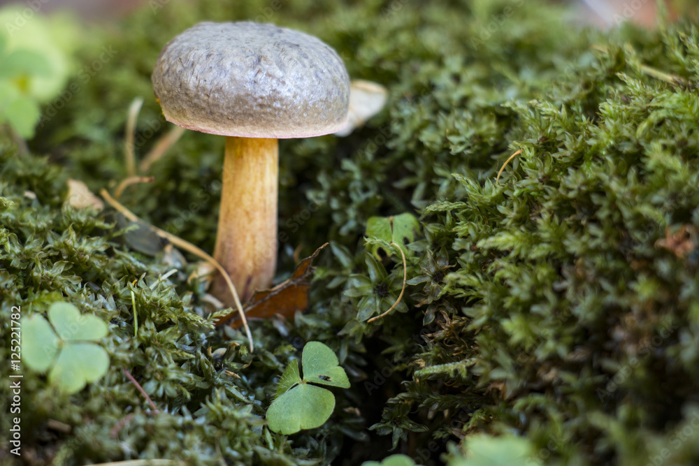 Mushrooms in the forrest Mushrooms in the forrest