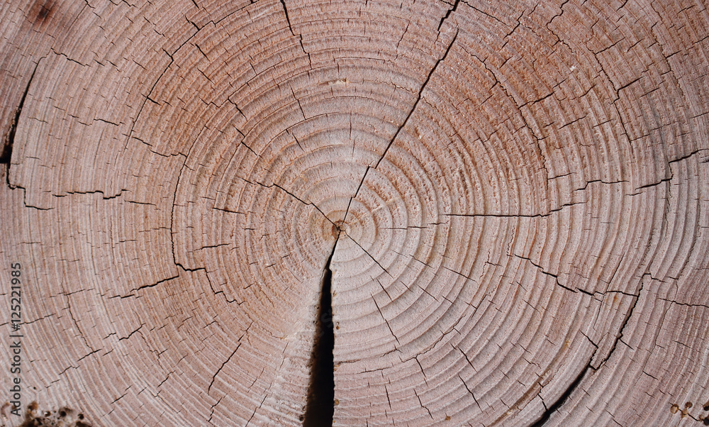 Fototapeta premium Schöne Jahresringe bei einem abgeschnittenen Ast.
