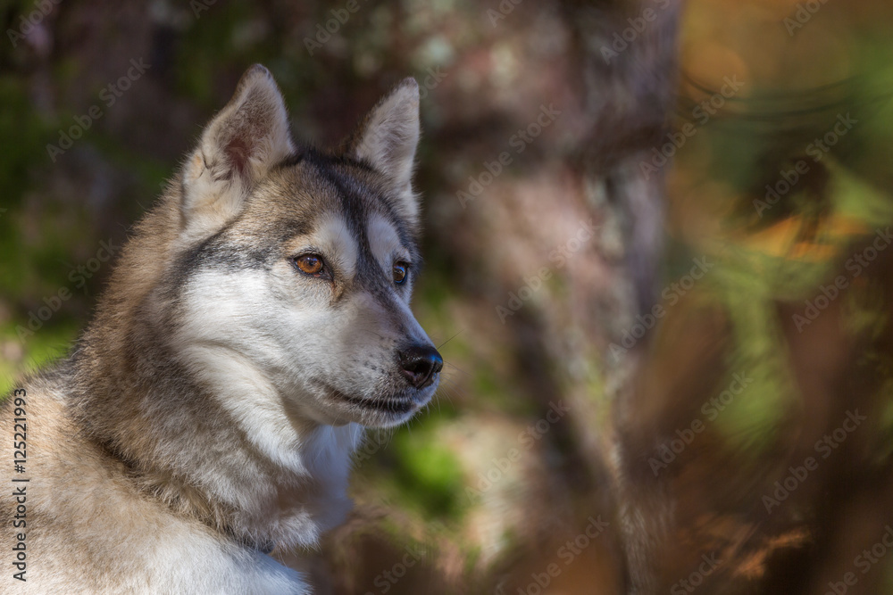 Fototapeta premium Portrait de chien de traîneau
