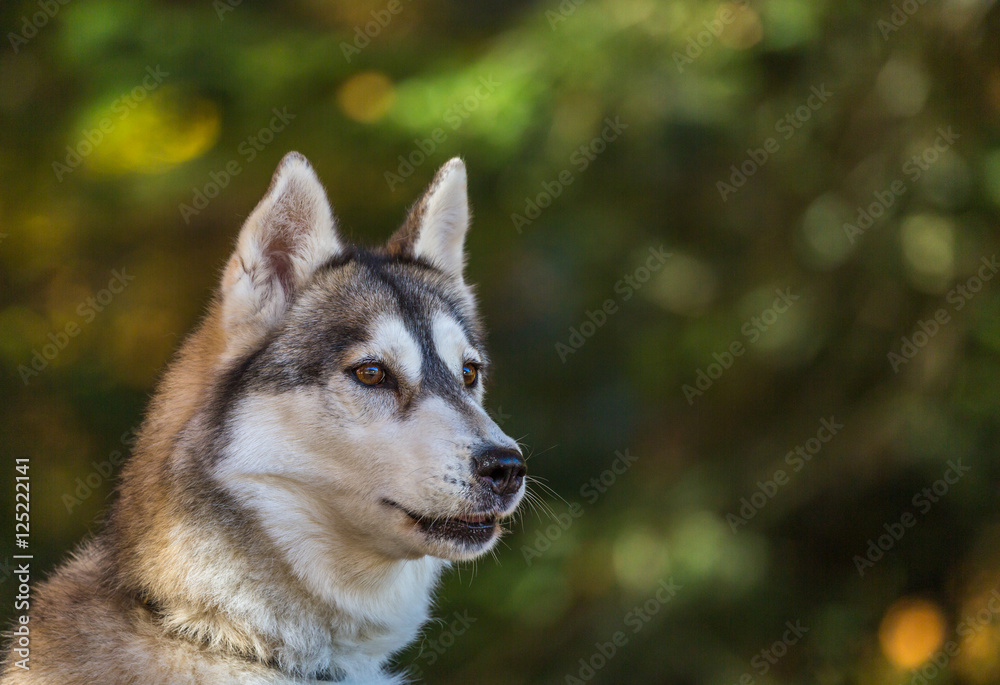 Portrait de chien de traîneau
