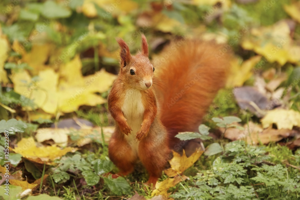 Squirrel, Autumn, nut and dry leaves Squirrel, Autumn, nut and dry leaves