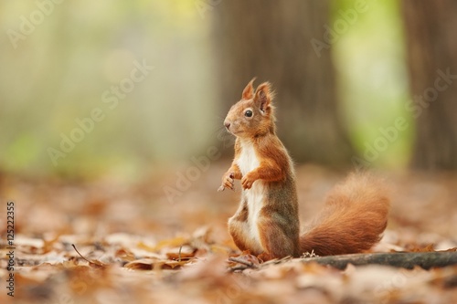Squirrel  Autumn  nut and dry leaves