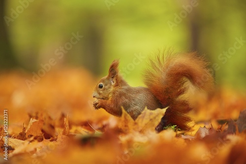 Squirrel, Autumn, nut and dry leaves