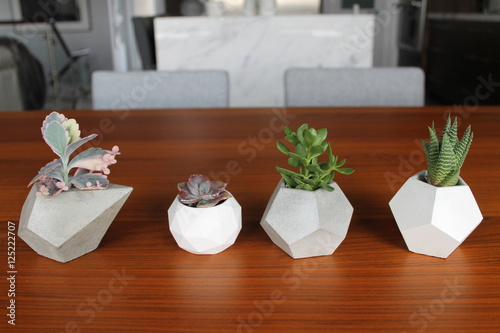succulents 8