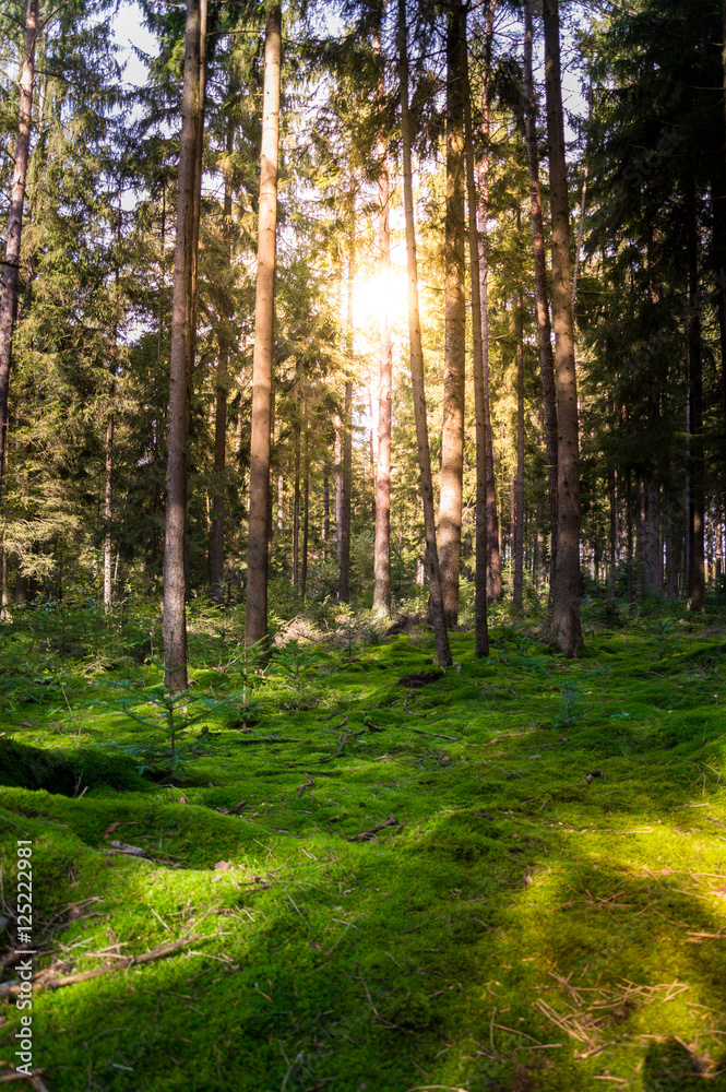 Obraz premium Forest