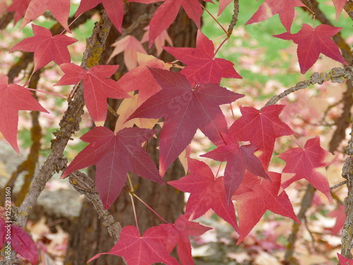 Blätter des Amberbaumes - Liquidambar - in Herbstfärbung photo