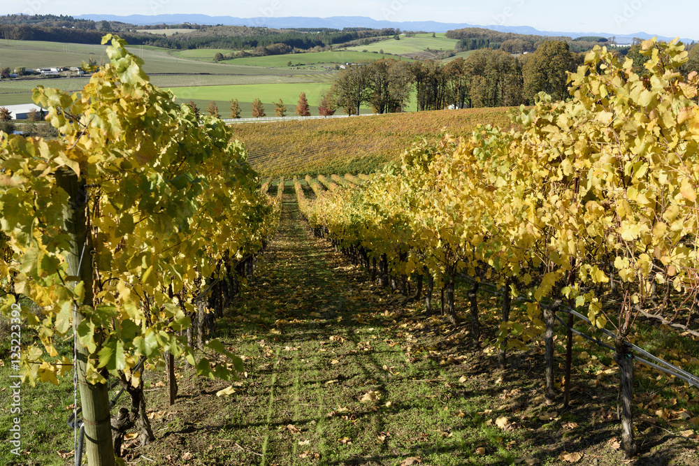 Sunny Fall Afternoon in Oregon Wine Country