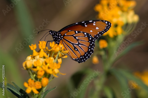Monarch Profile © Vince