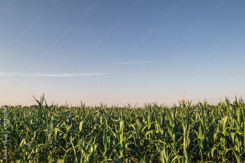 cornfield, blue sky before sunset time concept
