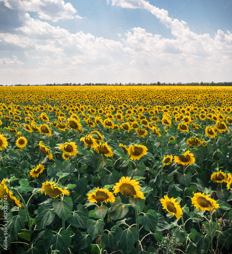 Fototapeta premium Field of sunflowers, blue sky with clouds, landscape, agriculture