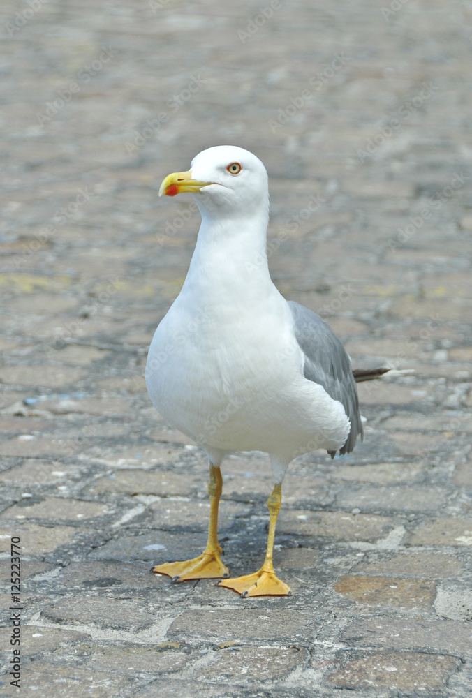 Obraz premium Gaviota en Capri