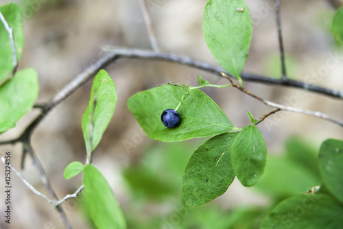 Lowbush Blueberry in woods