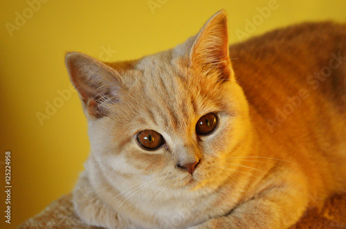 British Shorthair cat © Forgem