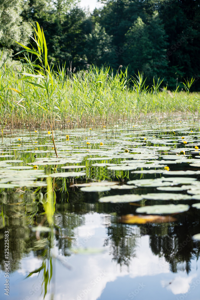 Reflections in the calm lake water with water lilies Reflections in the calm lake water with water lilies