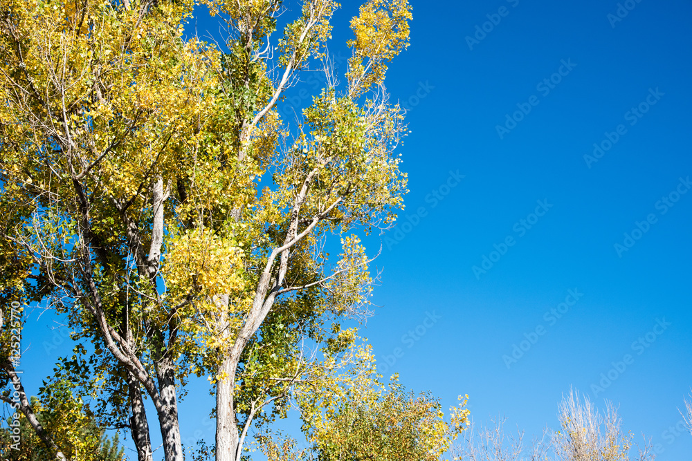 Naklejka premium Fall in Colorado