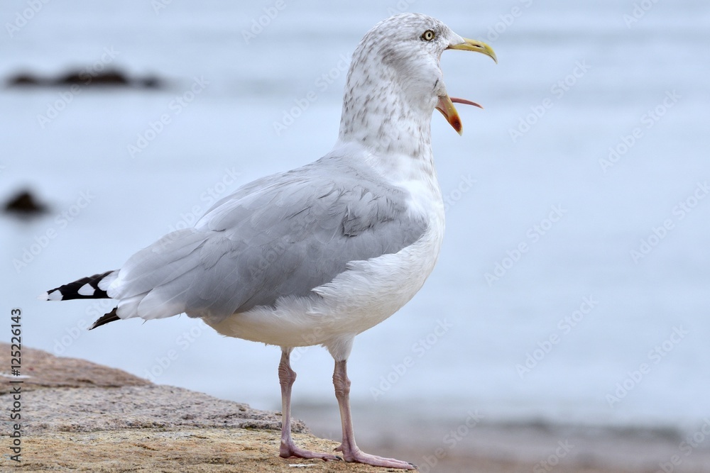Lachende Möwe auf Jersey Lachende Möwe auf Jersey
