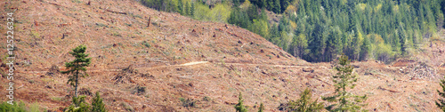 Panorama - Clear cut logging slope